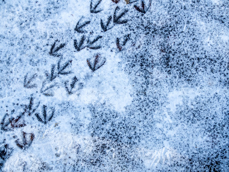 Gulls feet - birds footprints on snowの写真素材