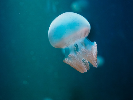 Small octopus swimming close upの写真素材