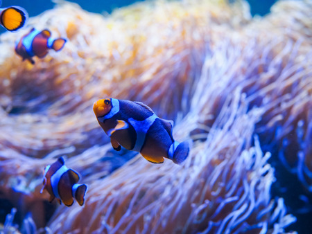 Ocellaris Clownfishes with coral backgroundの写真素材