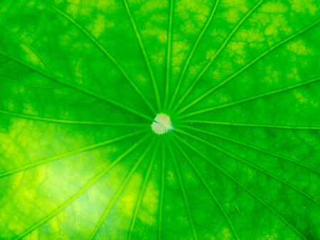 Lotus leaf close up with sun lightの写真素材