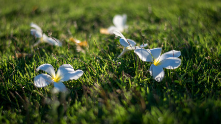 Leelavadee, Plumeria, tropical flower on grass field on sunsetの写真素材