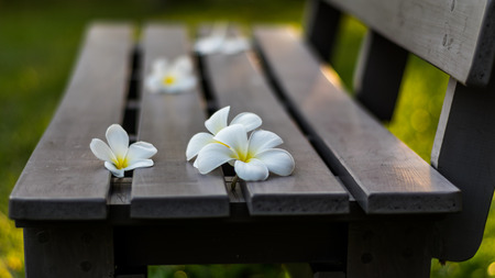 Leelavadee, Plumeria, tropical flower on long bench on sunsetの写真素材
