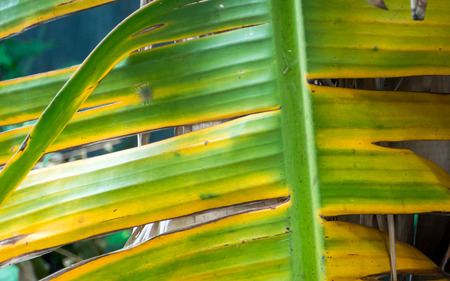 The leaves of banana trees dying.