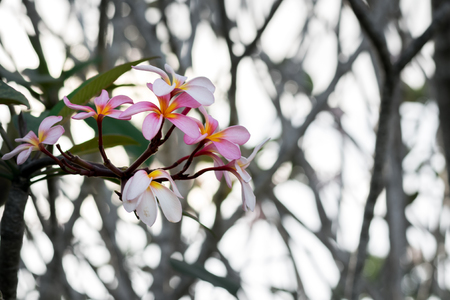 plumeria flowerの写真素材