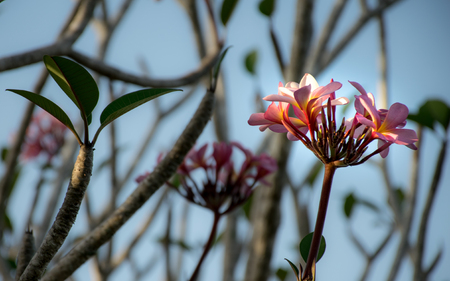 plumeria flowerの写真素材