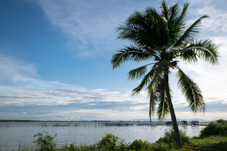Coconut tree on a lake  in Songkhla, Thailandの写真素材