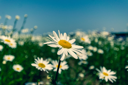 White Daisy blossoms on green field with blue sky.の写真素材