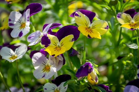 Flowering purple pansies in the garden, selective focus.の写真素材