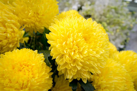 Yellow Chrysanthemum flowers PHotoの写真素材