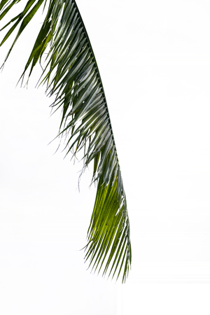 Green coconut leaf isolated on white backgroundの写真素材