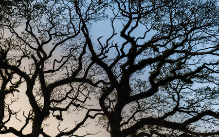 Ancient banyan treeの写真素材