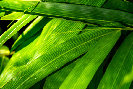 Green leaves for abstract backgroundの写真素材