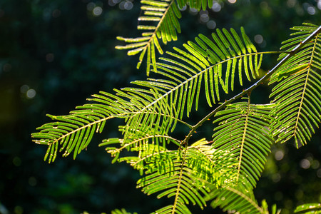Beautiful tamarind leaves green and branches