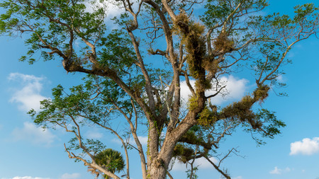 Parasites on the tree