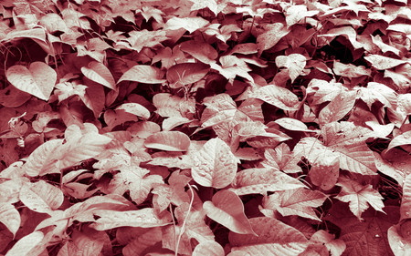Red and Brown colors leaves background. Close upの写真素材