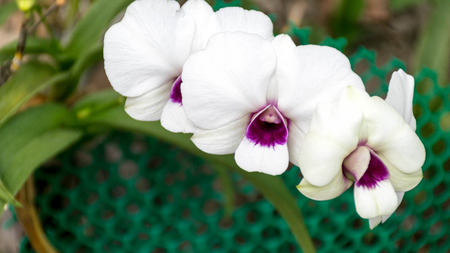 white orchidsの写真素材