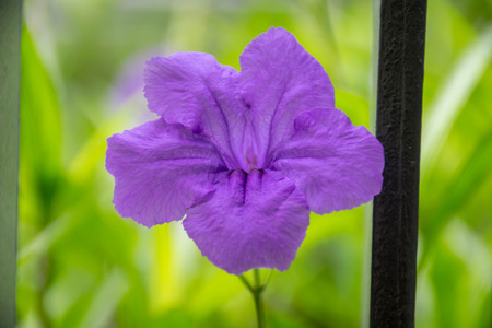 purple ruellias flower in garden , Ruellia tuberosa Linn.の写真素材