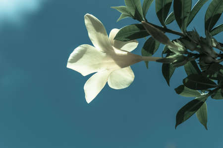 White flower with the blue sky background.の写真素材