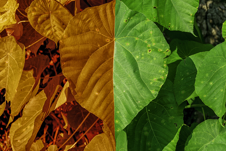 Green leaves for abstract backgroundの写真素材
