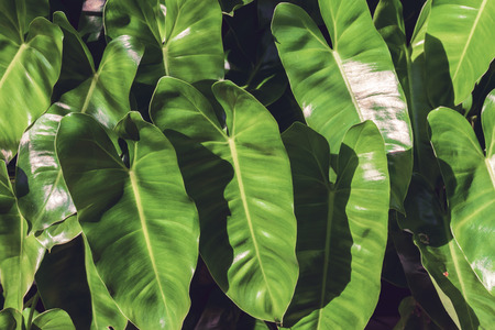Green leaves background , nature backgroundsの写真素材