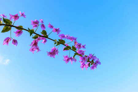 Bougainvillea flower purple Close up