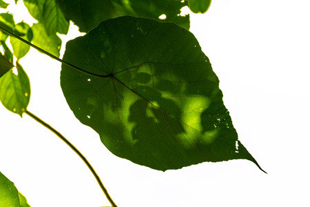 Green leaves for abstract backgroundの写真素材