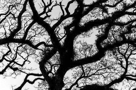 Ancient banyan treeの写真素材