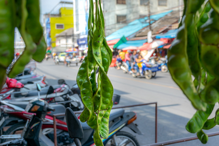 The fresh Parkia is tropical stinking edible beans, Thai style tropical fruit, in southern Thailandの写真素材