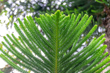 Close up Green Norfolk Island pine leafの写真素材
