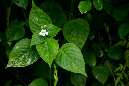 Green leaf background or the naturally walls texture Ideal (selective focus)の写真素材