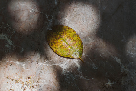 Texture of autumn leaves on walkway.の写真素材