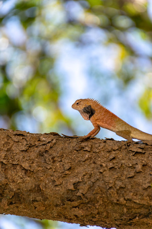 Chameleon on the tree with nature backgroundの写真素材