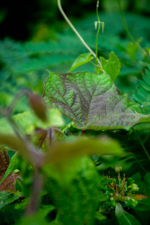 Green leaf background or the naturally walls texture Ideal (selective focus)の写真素材