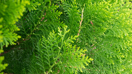 Green Thuja hedge texture close-up view (Selective focus)の写真素材