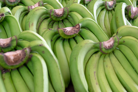 Ripe green banana is  sold in the fruit  market.の写真素材