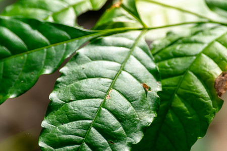 Close up of green leaves background (Selective focus)の写真素材