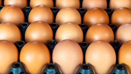 Group of fresh eggs in carton at the market.の写真素材