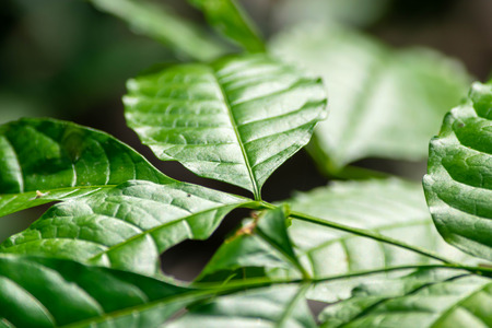 Close up of green leaves background (Selective focus)の写真素材