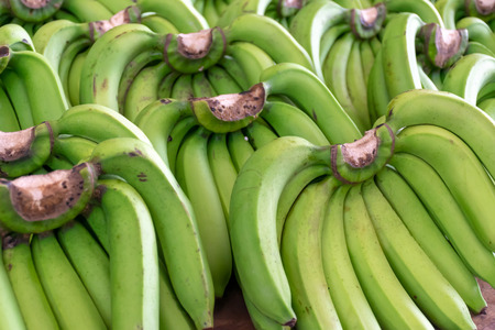 Ripe green banana is  sold in the fruit  market.の写真素材