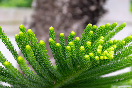 abstract background of Norfolk Island Pine Tree soft focusの写真素材