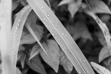 Green leaf background or the naturally walls texture Ideal (selective focus)の写真素材