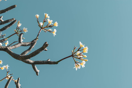 Plumeria flower white and pollen yellow beautiful on tree sky backgroundの写真素材