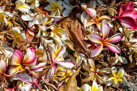 Close up of Frangipani flowers fall on the ground. (Selective focus)の写真素材