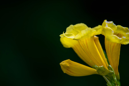 Close up of Yellow flower, Yellow elder, Yellow bells,  Trumpetflower or Tecoma stans (selective focus)の写真素材
