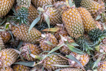 Fresh pineapples stacked for sell in the fruit marketの写真素材