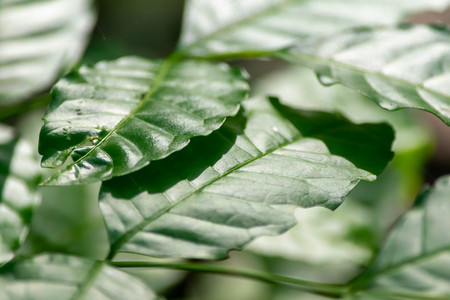 Close up of green leaves background (Selective focus)の写真素材