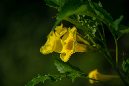 Close up Yellow elder, Yellow bells, or Trumpetflower, Scientific name is Tecoma stansの写真素材