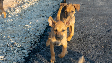 Dirty homeless brown puppiesの写真素材