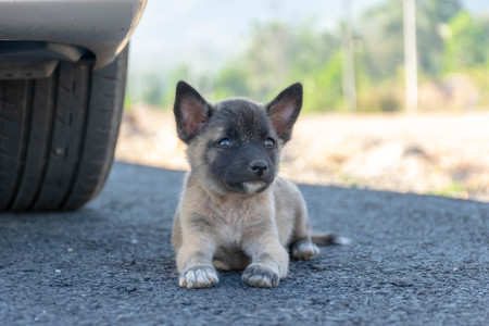 Dirty homeless brown puppiesの写真素材