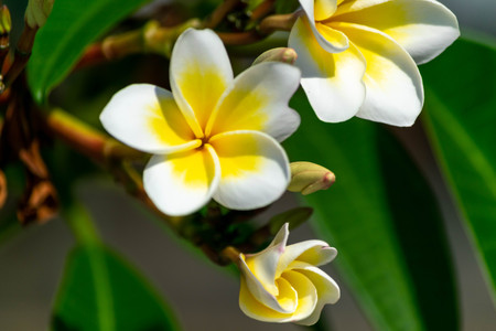 Plumeria flower white and pollen yellow beautiful on tree sky backgroundの写真素材